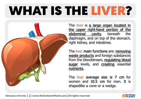 liver information wikipedia.